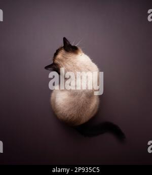 vista posteriore dall'alto di un gatto siamese seduto su un pavimento marrone che guarda verso il basso Foto Stock