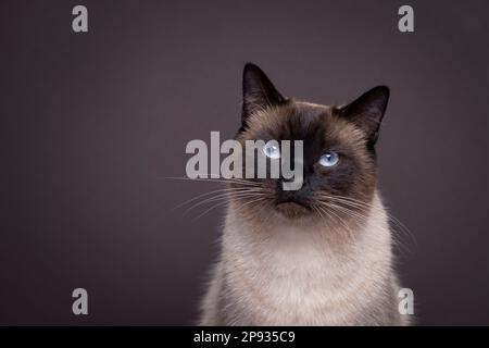 bellissimo gatto siamese con occhi blu guardando la macchina fotografica. studio verticale su sfondo marrone scuro con spazio copia Foto Stock