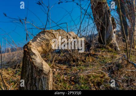 Albero tagliato da un castoro accanto ad un fiume Foto Stock