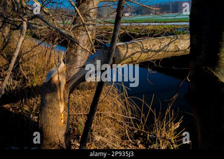 Albero tagliato da un castoro accanto ad un fiume Foto Stock