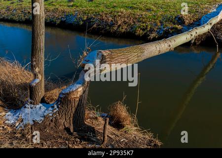 Albero tagliato da un castoro accanto ad un fiume Foto Stock