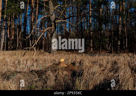 Ceppo di albero da un grande albero tagliato giù da un castoro vicino ad un fiume Foto Stock