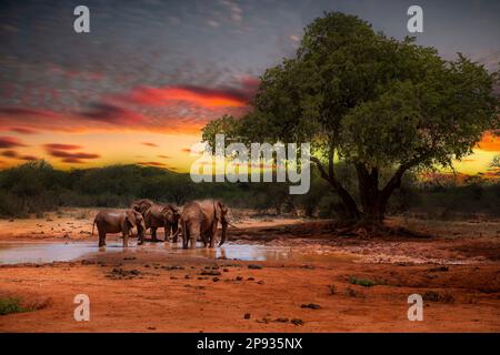 Una mandria di elefanti Loxodonta africana in piedi in una buca d'acqua bevendo al tramonto del Parco Nazionale Ovest di Tsavo, Kenya, Africa Foto Stock