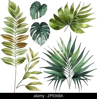set isolato vettore illustrazione di fogliame esotico verde foglia grande Illustrazione Vettoriale