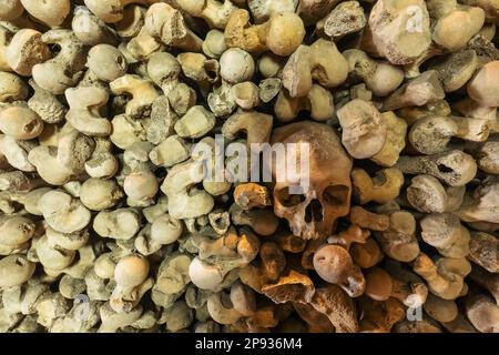 Inghilterra, Kent, Hythe, St.Leonard's Church, ossa umane nella cripta Foto Stock