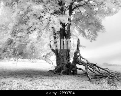 Europa, Germania, Baviera, Rhön bavarese, parco naturale e riserva della biosfera Rhön bavarese, riserva naturale Lange Rhön, vecchio faggeto di iuta Foto Stock