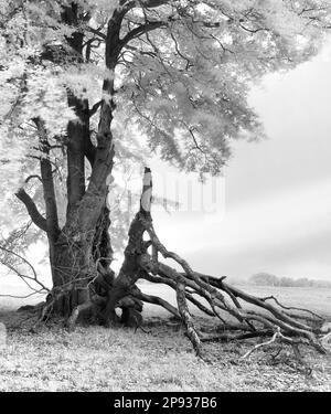 Europa, Germania, Baviera, Rhön bavarese, parco naturale e riserva della biosfera Rhön bavarese, riserva naturale Lange Rhön, vecchio faggeto di iuta Foto Stock