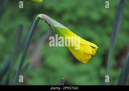 narcisi o narcisi giovani freschi con germogli gialli in primavera in un giardino. Primo piano di germogli di daffodil giallo. Narciso germoglia in natura. Foto Stock