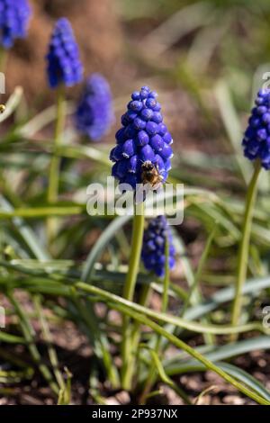 Ape raccolta nettare su un giacinto d'uva in Germania Foto Stock