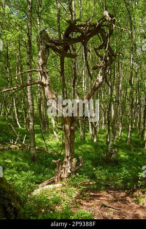 Riserva naturale di Red Moor nella riserva della biosfera di Rhön, Assia, Germania Foto Stock