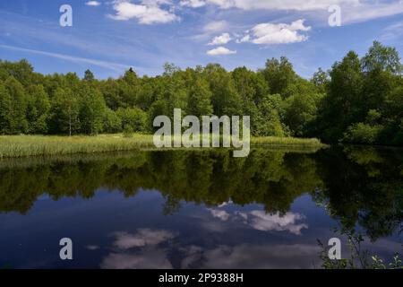 Riserva naturale di Red Moor nella riserva della biosfera di Rhön, Assia, Germania Foto Stock