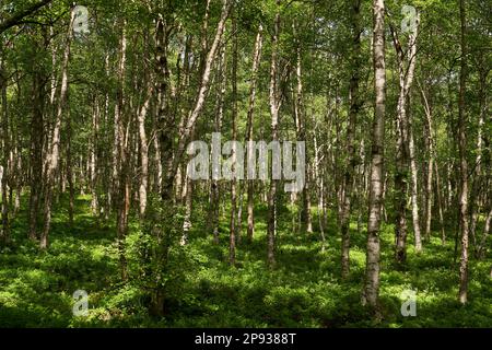 Riserva naturale di Red Moor nella riserva della biosfera di Rhön, Assia, Germania Foto Stock