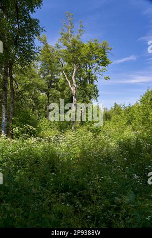 Riserva naturale di Red Moor nella riserva della biosfera di Rhön, Assia, Germania Foto Stock