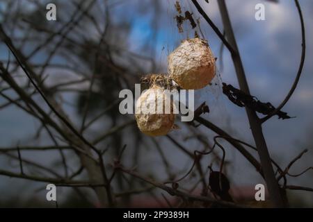 le uova di ragno appese dal ramo morto dell'erbaccia. Foto Stock