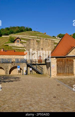 Il ripido pendio di Schlifterweinberg sotto il castello di Neuenburg vicino a Friburgo, Burgenlandkreis, Sassonia-Anhalt, Germania Foto Stock