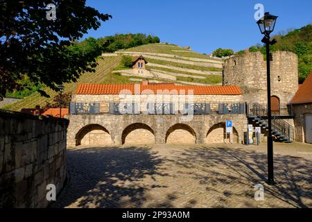 Il ripido pendio di Schlifterweinberg sotto il castello di Neuenburg vicino a Friburgo, Burgenlandkreis, Sassonia-Anhalt, Germania Foto Stock