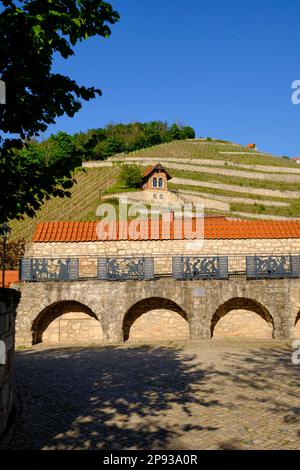 Il ripido pendio di Schlifterweinberg sotto il castello di Neuenburg vicino a Friburgo, Burgenlandkreis, Sassonia-Anhalt, Germania Foto Stock