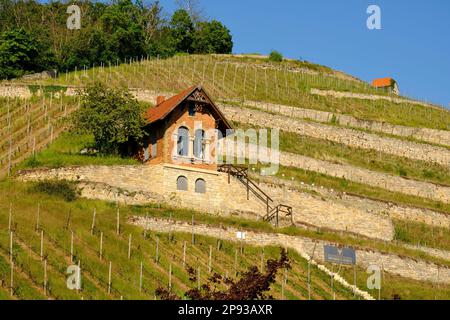 Il ripido pendio di Schlifterweinberg sotto il castello di Neuenburg vicino a Friburgo, Burgenlandkreis, Sassonia-Anhalt, Germania Foto Stock