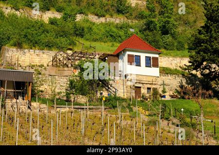 Vigneto ducale sotto il castello di Neuenburg vicino a Freyburg an der Unstrut, Burgenlandkreis, Sassonia-Anhalt, Germania Foto Stock