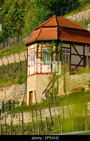 Vigneto ducale sotto il castello di Neuenburg vicino a Freyburg an der Unstrut, Burgenlandkreis, Sassonia-Anhalt, Germania Foto Stock