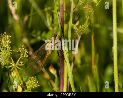 Libellula Foto Stock