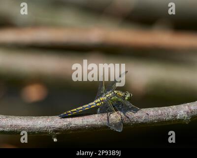 Libellula Foto Stock