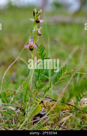 Ragwort dell'ape, Apifera di Ophrys, ragwort dell'ape Foto Stock