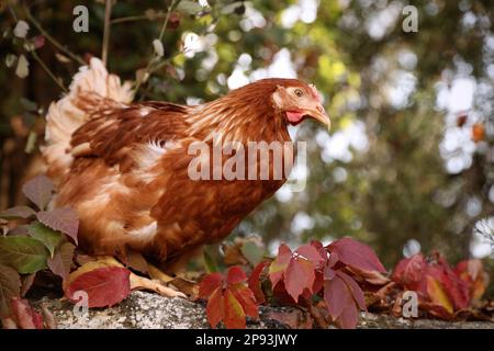 Bel pollo su recinto di pietra in cortile. Animale domestico Foto Stock