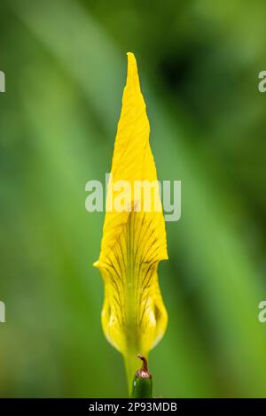 Iride palustre, iride acquea o iride gialla, pseudacoro iride, fiore, gemma, raindrop, giardino Foto Stock