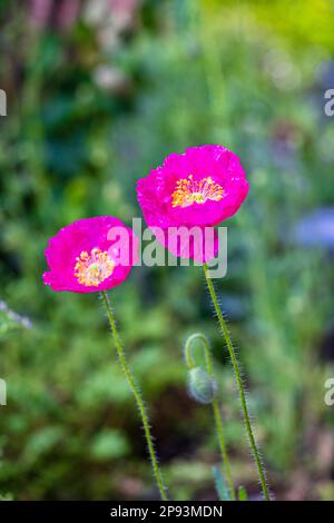 Papavero (Papaver somniferum) Foto Stock