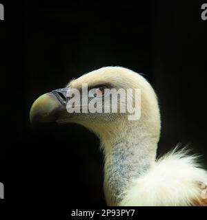 gyps fulvus avvoltoio primo piano Foto Stock