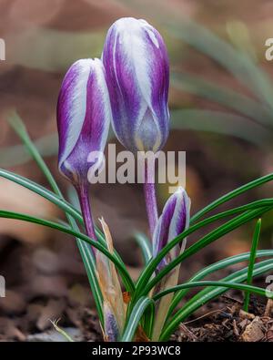 Crocus chrysanthus 'Blue Pearl' ad Aberglasney Foto Stock