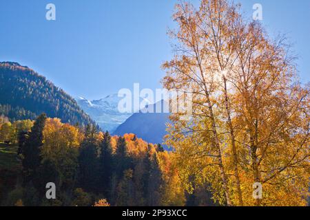 Le foglie di betulla dorata nascondono la vista diretta al sole, il Monte Bianco in autunno Foto Stock