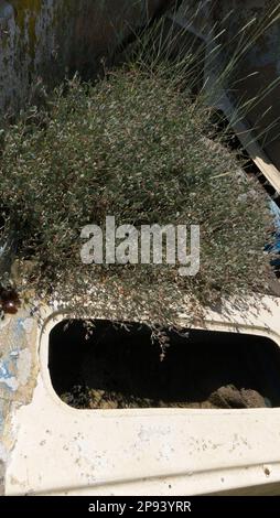 Marea purslane, Atriplex portulacoides, crescendo su una vecchia barca abbandonata. Foto Stock