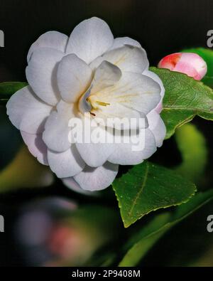 Camellia 'Nuccio's Gem' nel Giardino Asiatico di Aberglasney Foto Stock