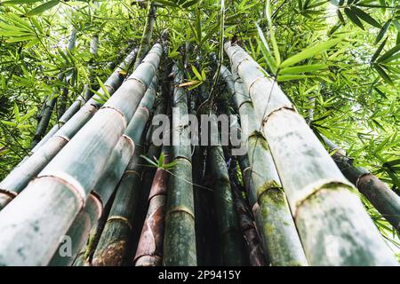 Bambù foresta sulla strada a Hana, Maui, Hawaii, USA, Polinesia, Oceania Foto Stock