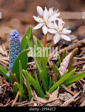 Scilla bifolia 'Rosea Alpine Squill' presso gli Aberglasney Gardens Foto Stock