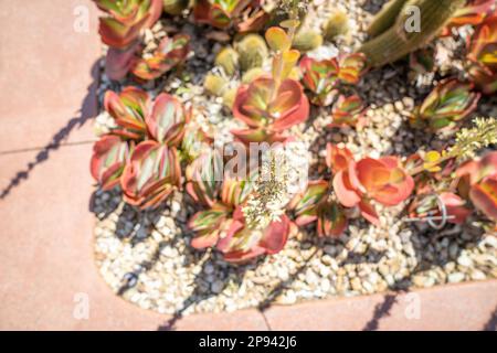 Kalanchoe Thyrsiflora, Giardino Botanico, Melbourne, Victoria, Australia Foto Stock