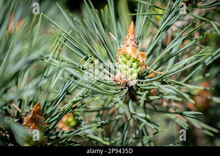 Giovane cono di pino scozzese, Pinus sylvestris, Giardino Botanico, Melbourne, Victoria, Australia. Foto Stock