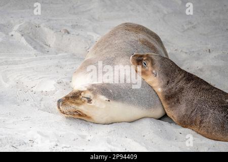 Leoni marini australiani con cucciolo, Neophoca cinerea, Seal Bay Conservation Park, Kangaroo Island, South Australia, Australia Foto Stock