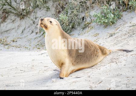 Leone marino australiano sulla spiaggia, Neophoca cinerea, Seal Bay Conservation Park, Kangaroo Island, South Australia, Australia Foto Stock