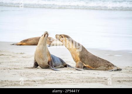 Leoni marini australiani sulla spiaggia, Neophoca cinerea, Seal Bay Conservation Park, Kangaroo Island, South Australia, Australia Foto Stock