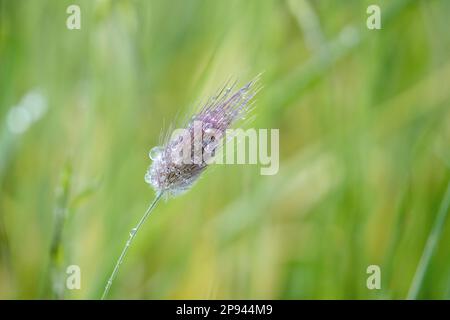 Erba di velluto, Lagurus ovatus, Murray Lagoon, Kangaroo Island, Australia Meridionale, Australia Foto Stock