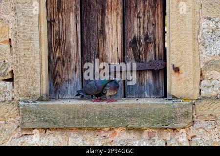 Due piccioni che si coccolano su una finestra di un vecchio edificio in pietra a Rothenburg ob der Tauber Foto Stock