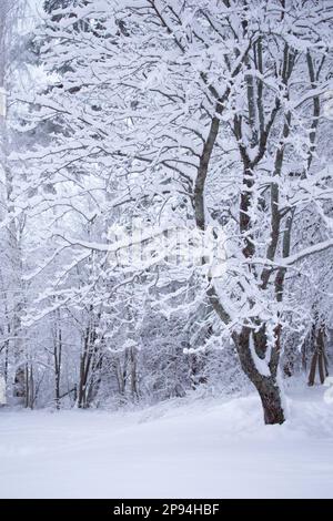 Scena invernale, albero di Rowan coperto di neve, Finlandia Foto Stock