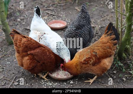 Gruppo di galline multicolore raggruppate attorno a un contenitore per l'alimentazione Foto Stock