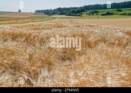 Un campo di grano dorato che si estende verso l'orizzonte Foto Stock