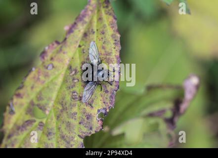 Tachinid / Hedgehog Fly arroccato a Zinacantan in Messico Foto Stock