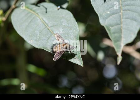 Tachinid / Hedgehog Fly arroccato a Zinacantan in Messico Foto Stock