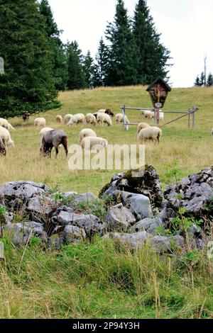 Gregge di pecore a Rehberg, nei monti Karwendel, Germania, Baviera, Werdenfels, Mittenwald Foto Stock